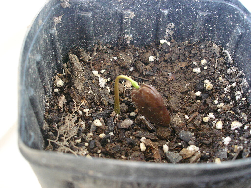 Do you help pawpaw seedlings out of the seed husk? - General Fruit Growing  - Growing Fruit