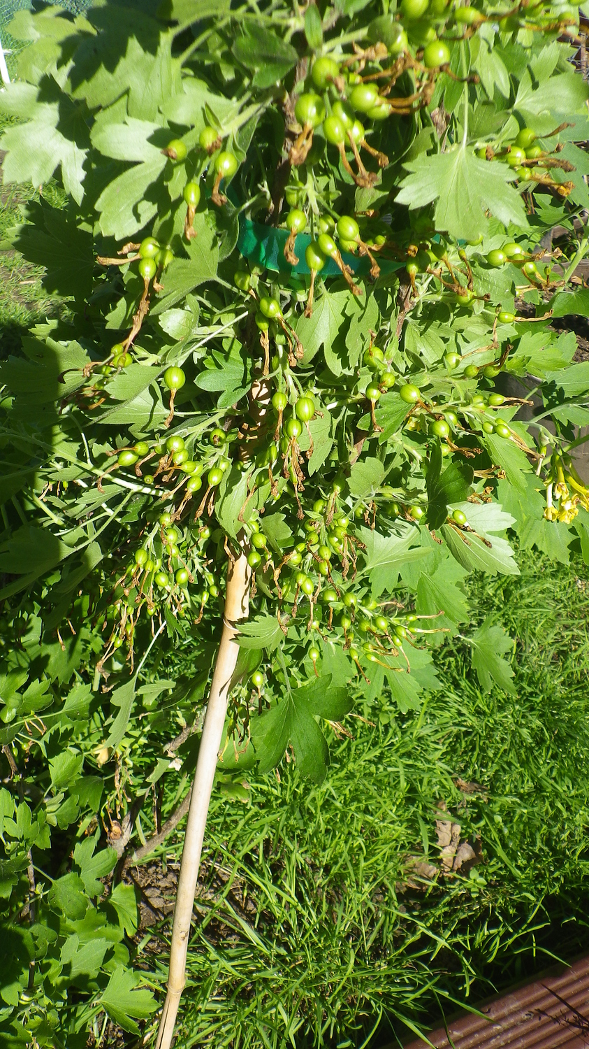 Clove currants great smelling blooms & delicious fruit! General