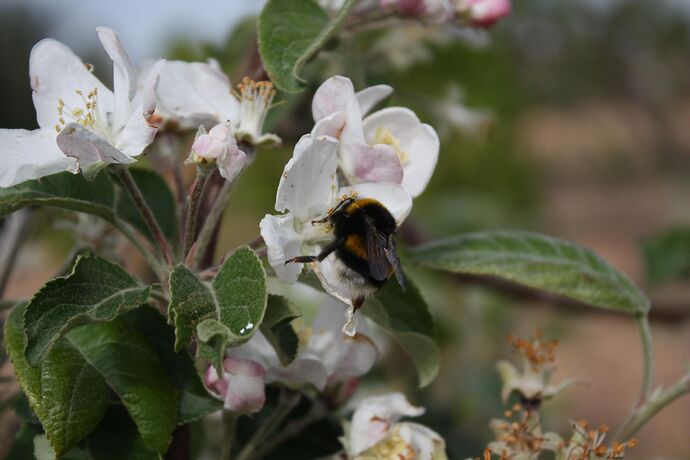 bombus terrestris