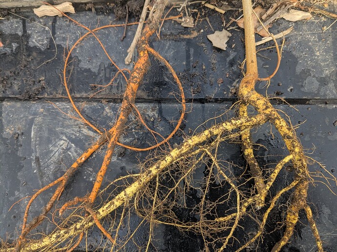 PXL_20250314_134350567