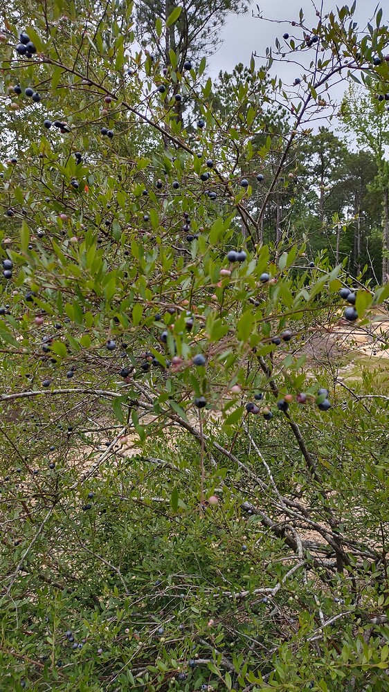 IMG_20250525_174804679_HDR