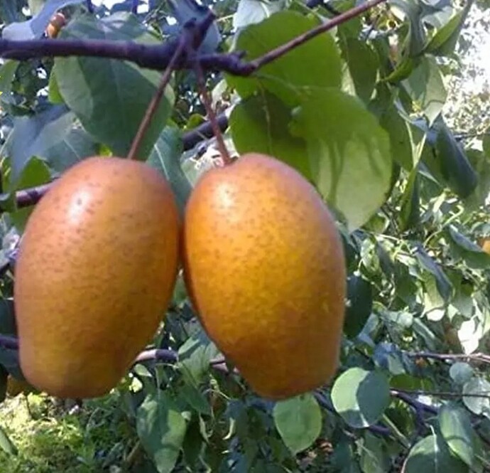 Screenshot_20240728_044856_eBay