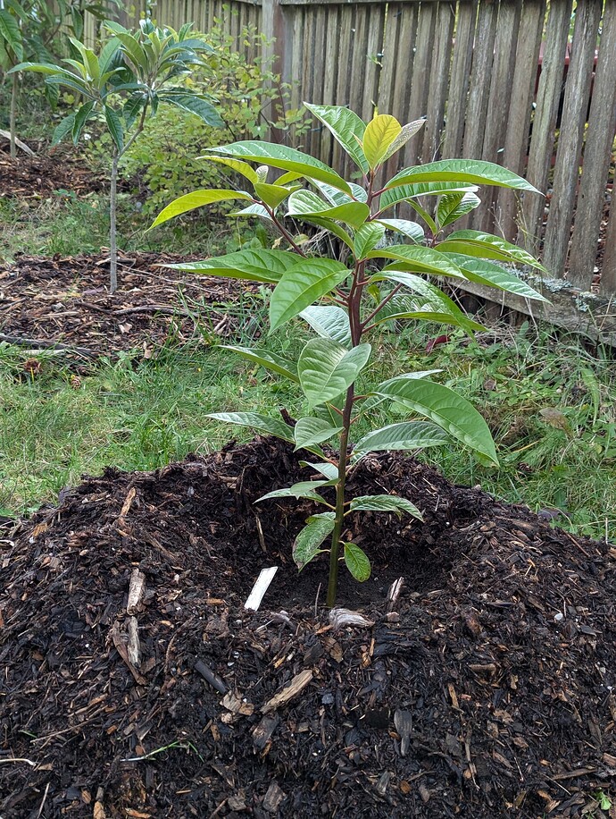 PXL_20241105_174314654