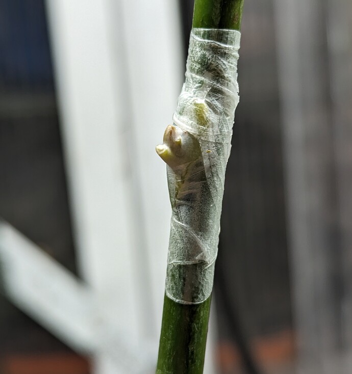 PXL_20230425_035908267