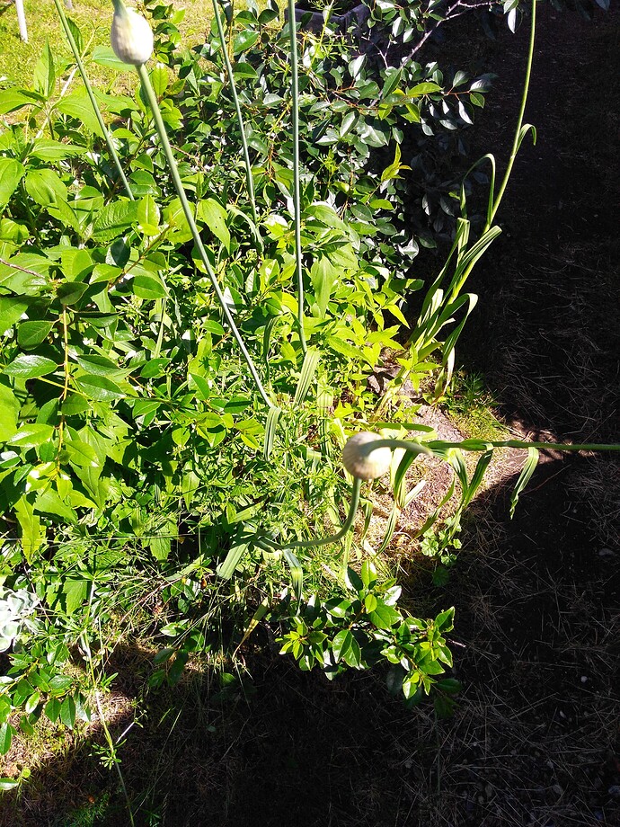 IMG_20220621_100655333