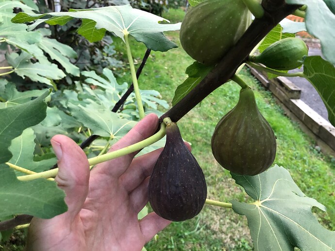 Bryant_Dark_ph_10-27-2023