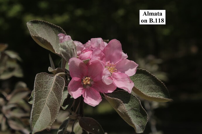 Almata (1)
