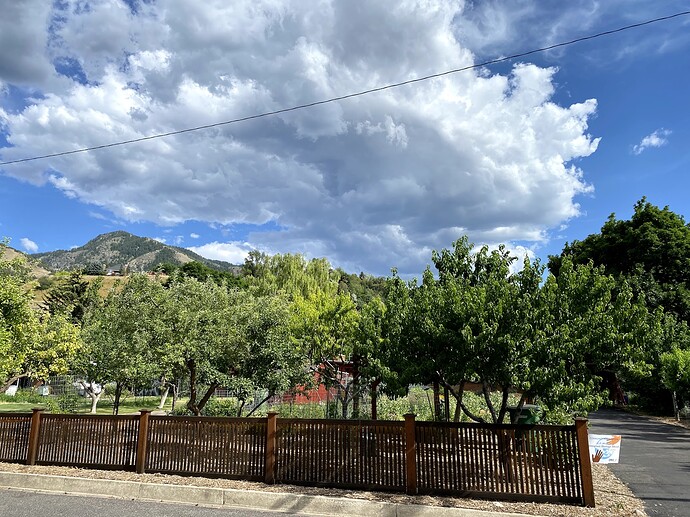 Front yard