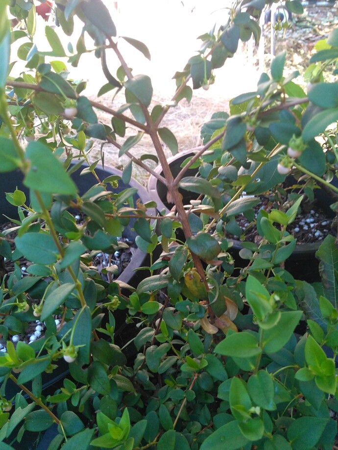 IMG_20210629_084505634