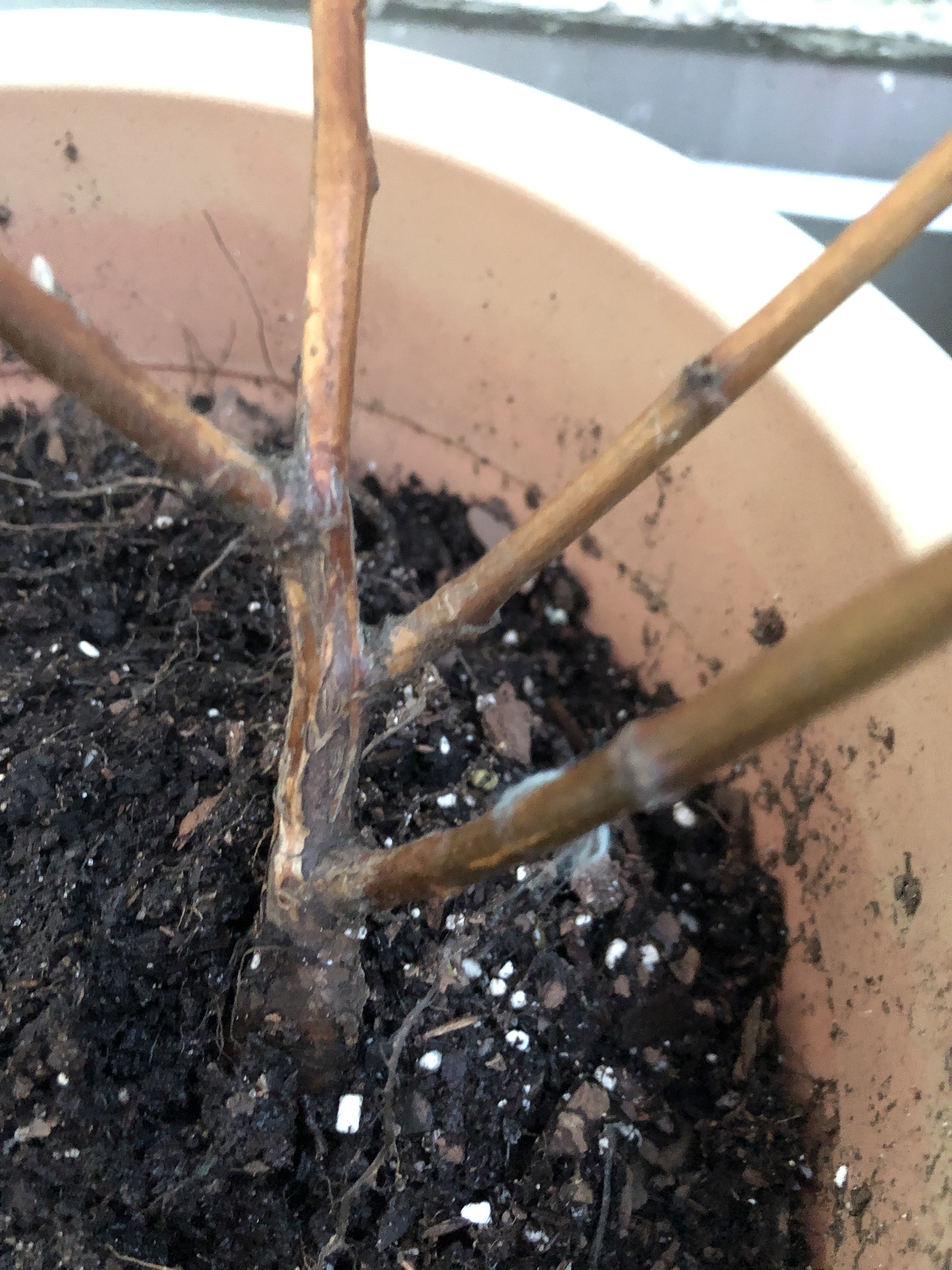 Dying or dormant blackberry bush? General Fruit Growing Growing Fruit