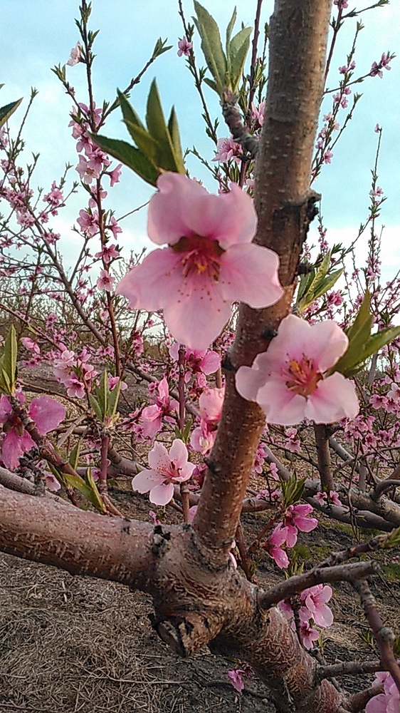 15549415493761863437208