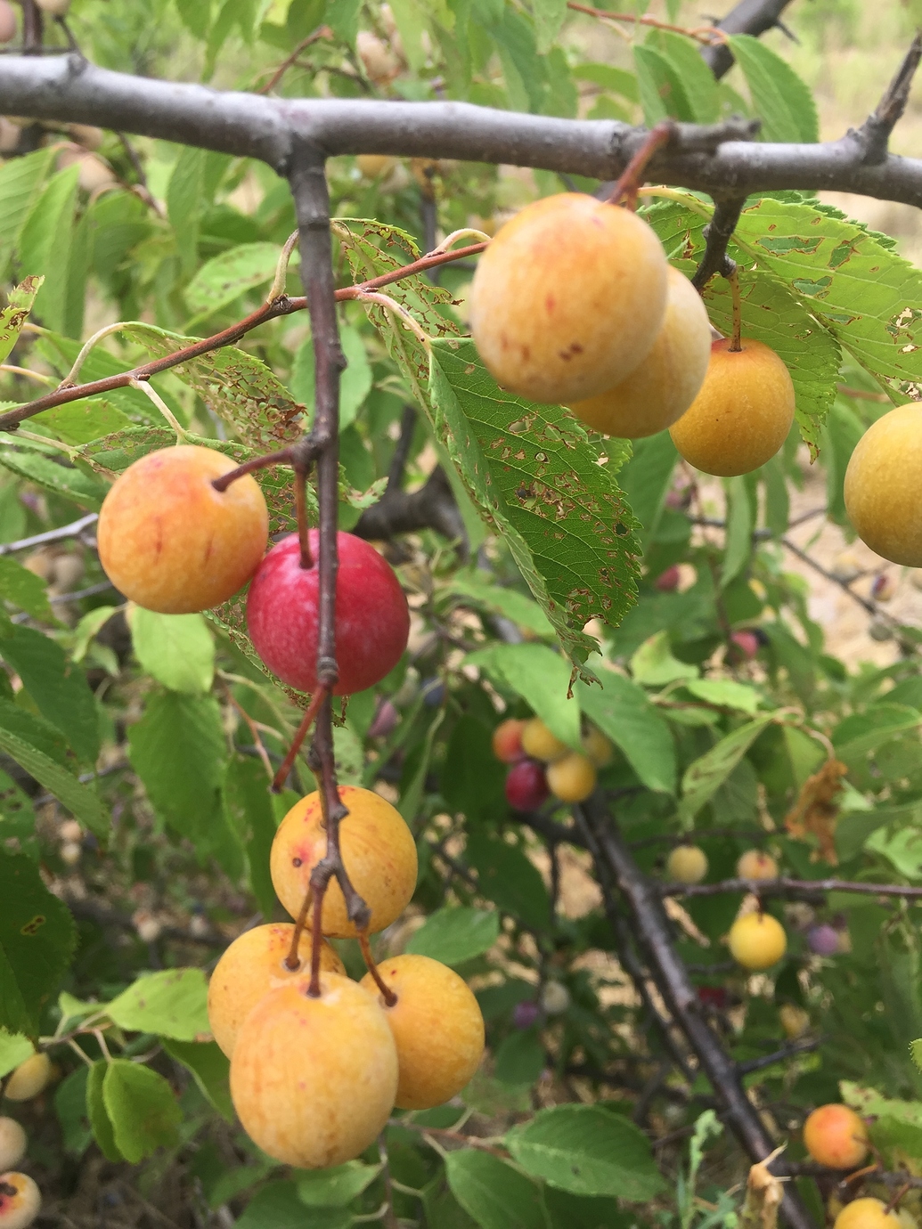 A dry year in Kansas General Fruit Growing Growing Fruit