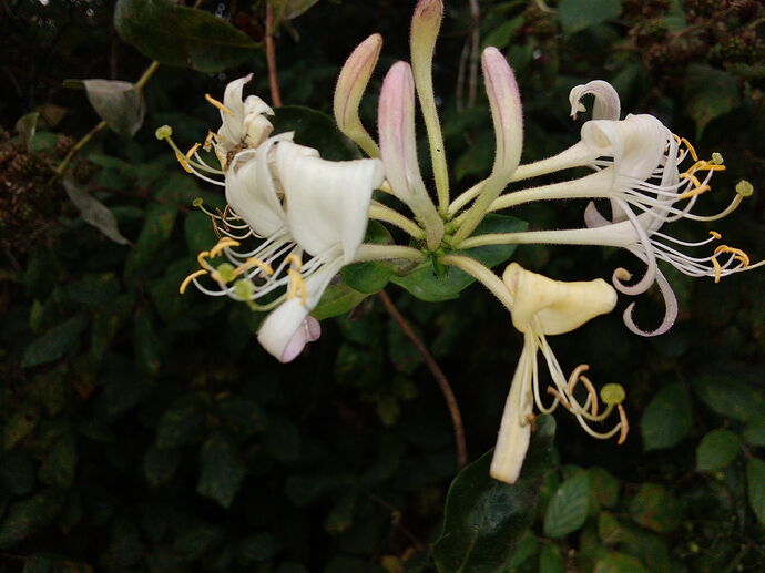 IMG_20210730_140707
