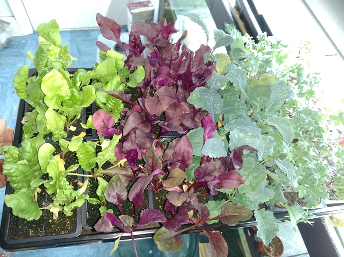 IMG_20190307_131311354