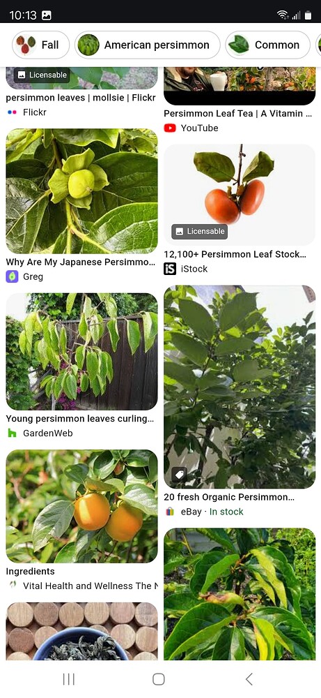 Screenshot_20241024_101344_Chrome