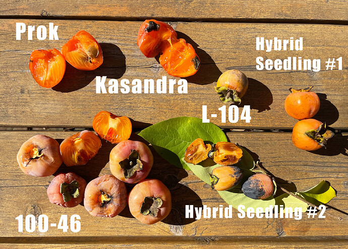 Persimmon Mix 2021b