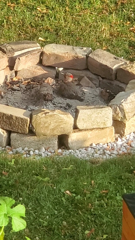 VideoCapture_20200625-160919