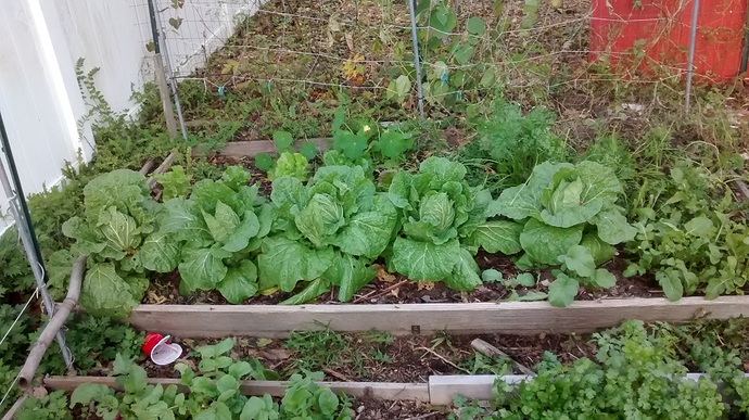 IMG_20181104_155048609