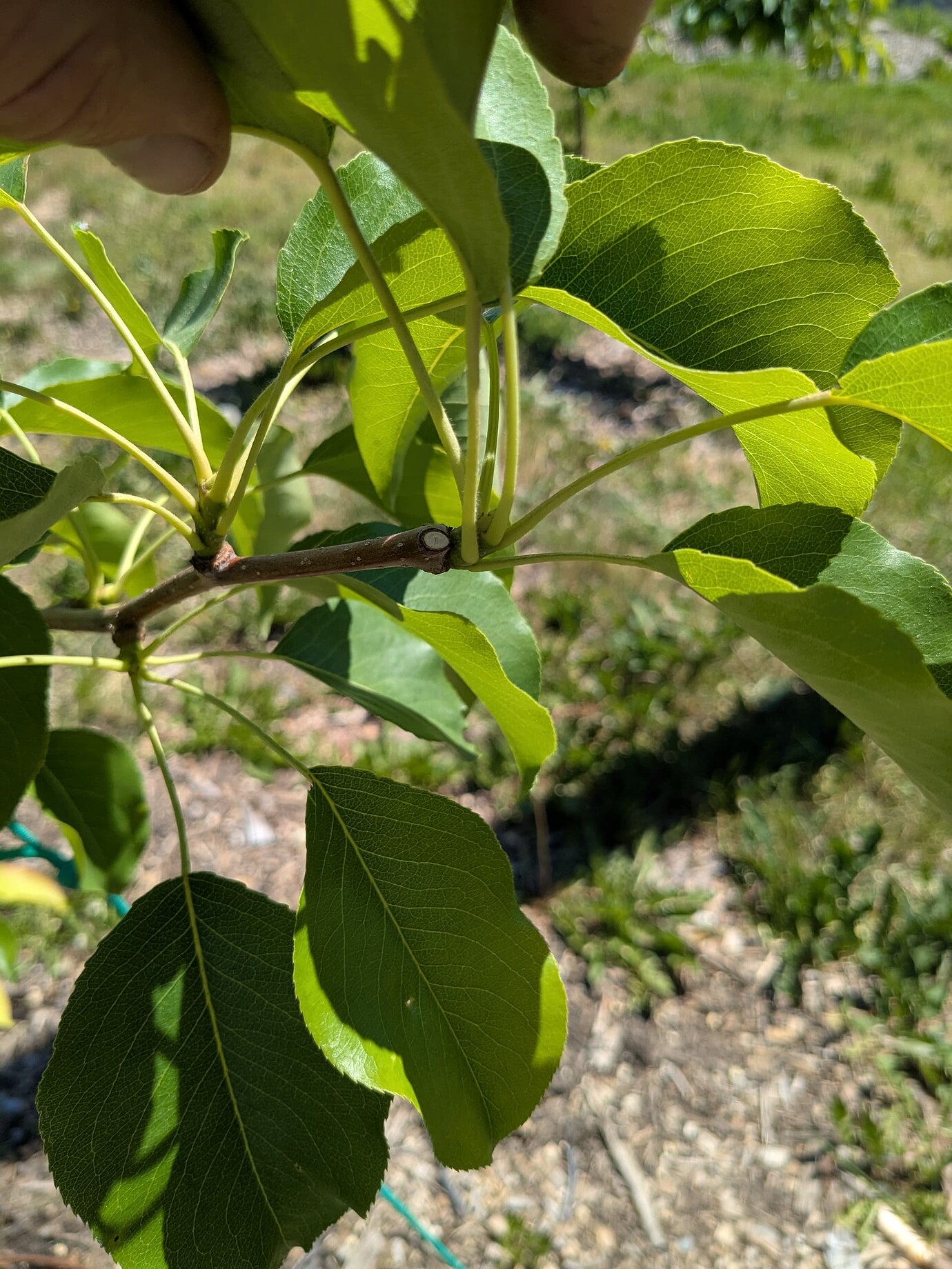 Heading cuts on pear branches stopping vegetative growth? - General ...