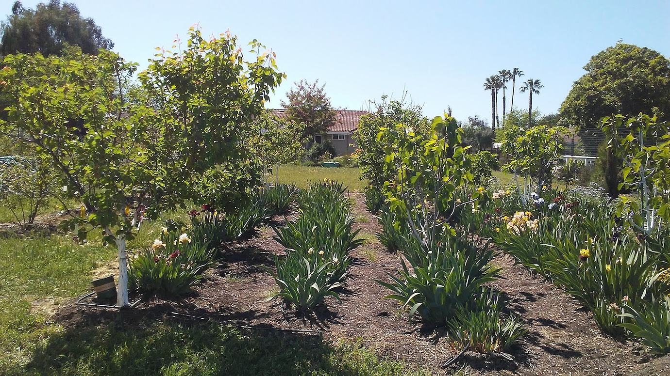 Underplanting fruit trees with strawberries and flowers? General