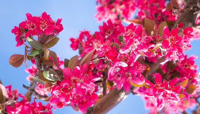 A branch of Royal Raindrops crabapple in full bloom.