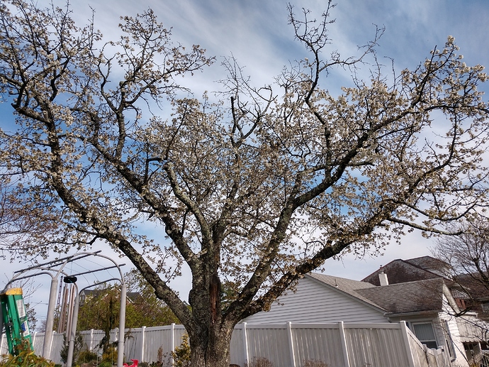 IMG_20200420_170132370_HDR