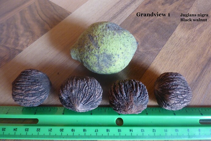 Grandview 1 Juglans nigra Black walnut 002