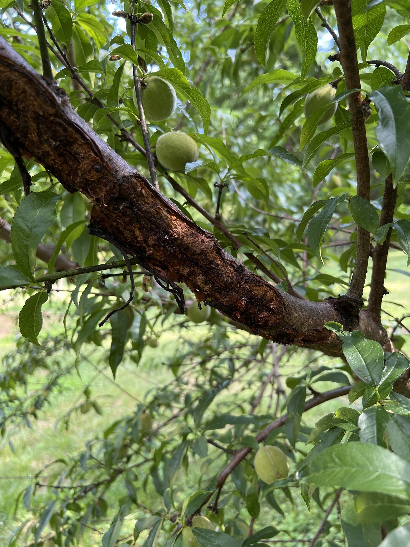 Peach tree ulcer General Fruit Growing Growing Fruit