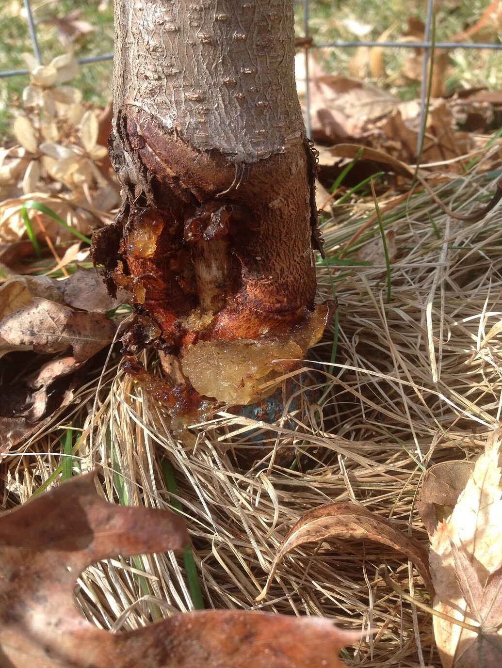 Nectarine oozing at base of trunk General Fruit Growing Growing Fruit
