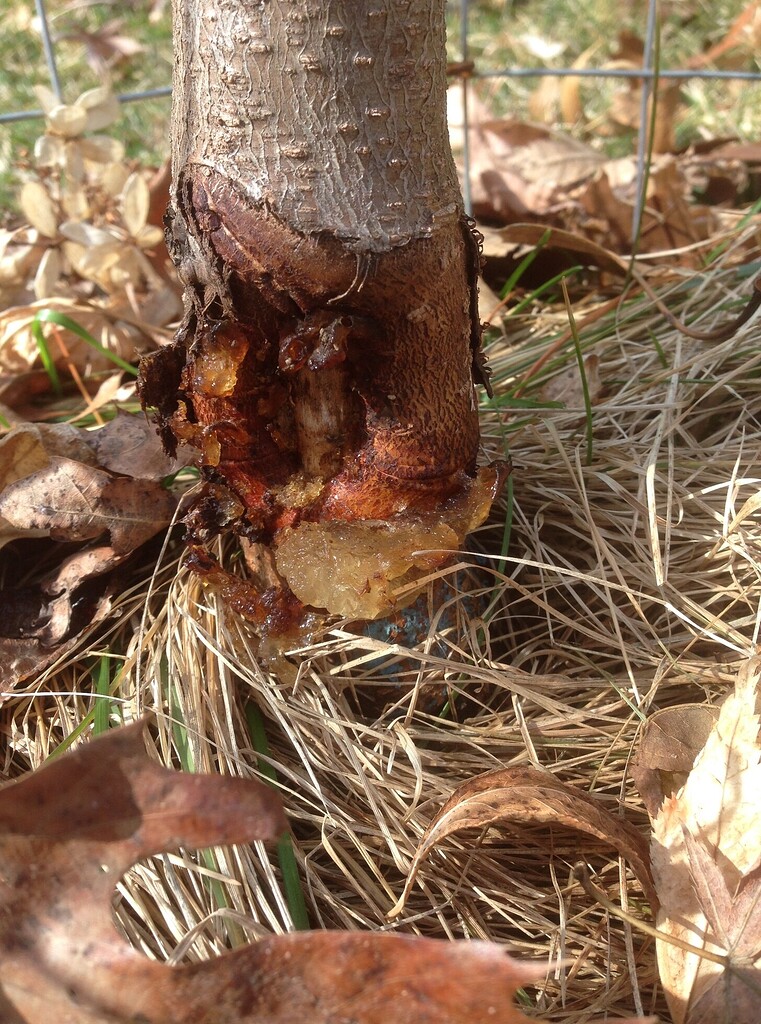 Nectarine oozing at base of trunk General Fruit Growing Growing Fruit