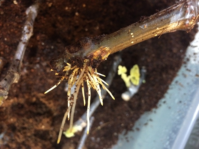 Rooted_Strawberry_Verte_12-21-2018