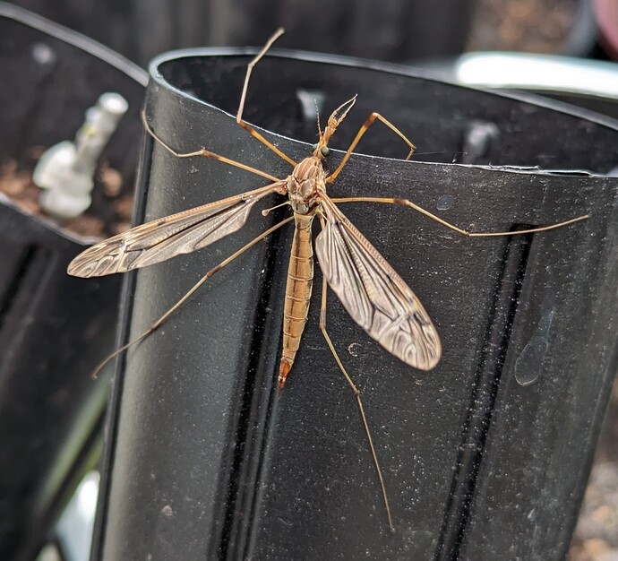 PXL_20240515_165206101