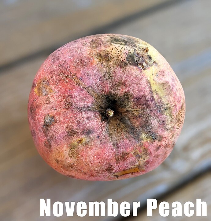 November Peach 02