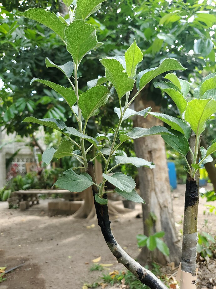 King David- 2 months later!