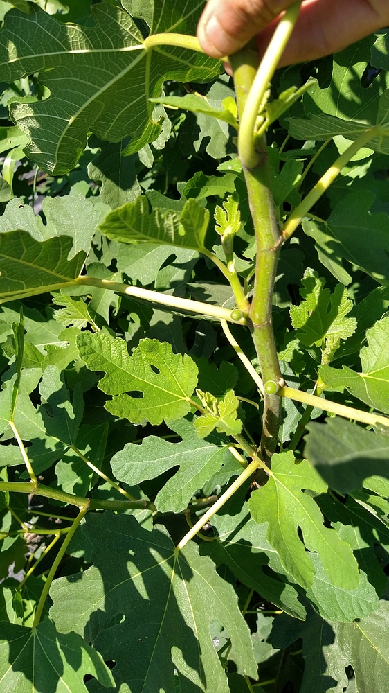 IMG_20200729_133223066_HDR