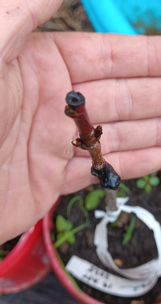 Screenshot_20250503_175921_Gallery