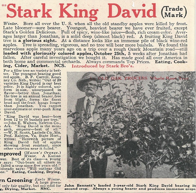 Stark%20KD