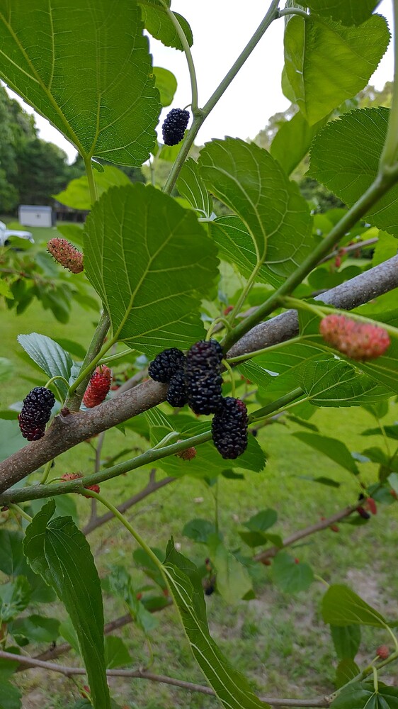 IMG_20250503_180537799_HDR