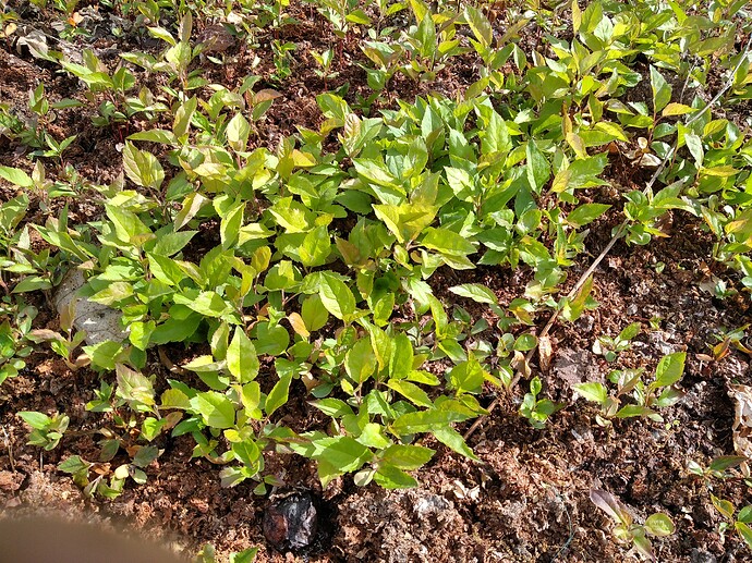 IMG_20210523_160138_1