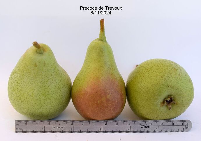 Precoce de Trevoux#1RS