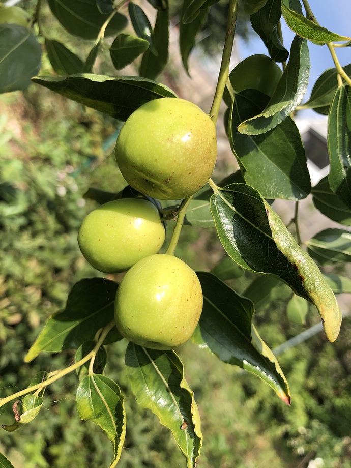 Honey%20Jar_BR_09-18-2020