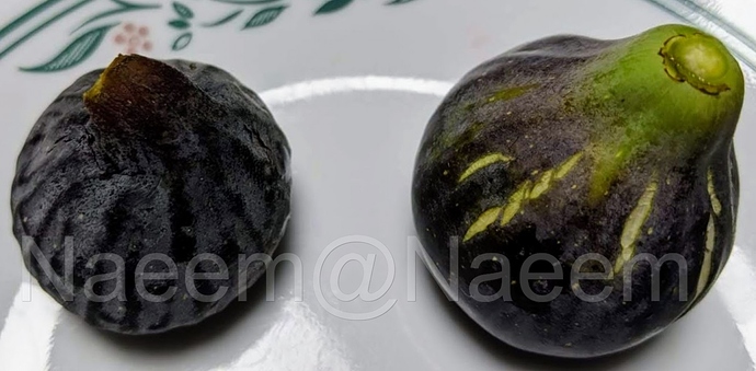 Preto%20Black%20Madeira%20KK%20%2010-29-2019%20%20B