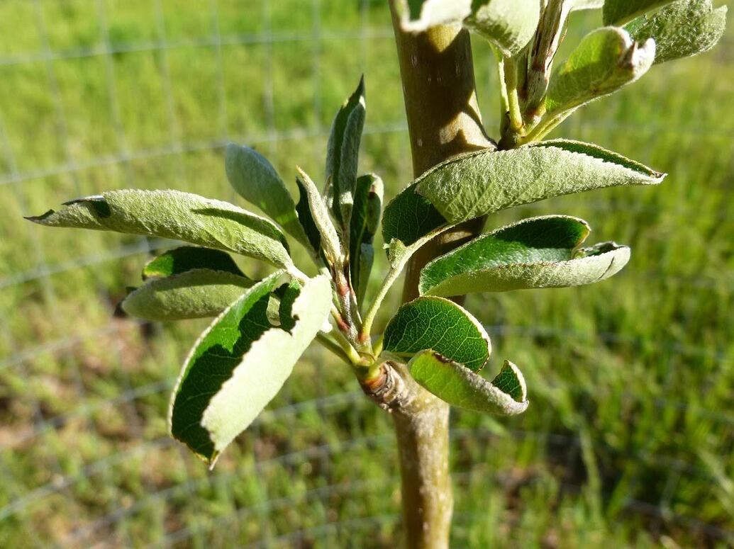 leaf-curl-on-my-new-bartlett-pear-general-fruit-growing-growing-fruit