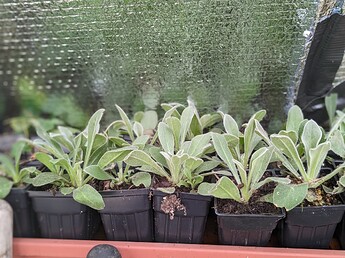 QVZpNi1sOFpjSWF2UExzOHB0U1hLS21V