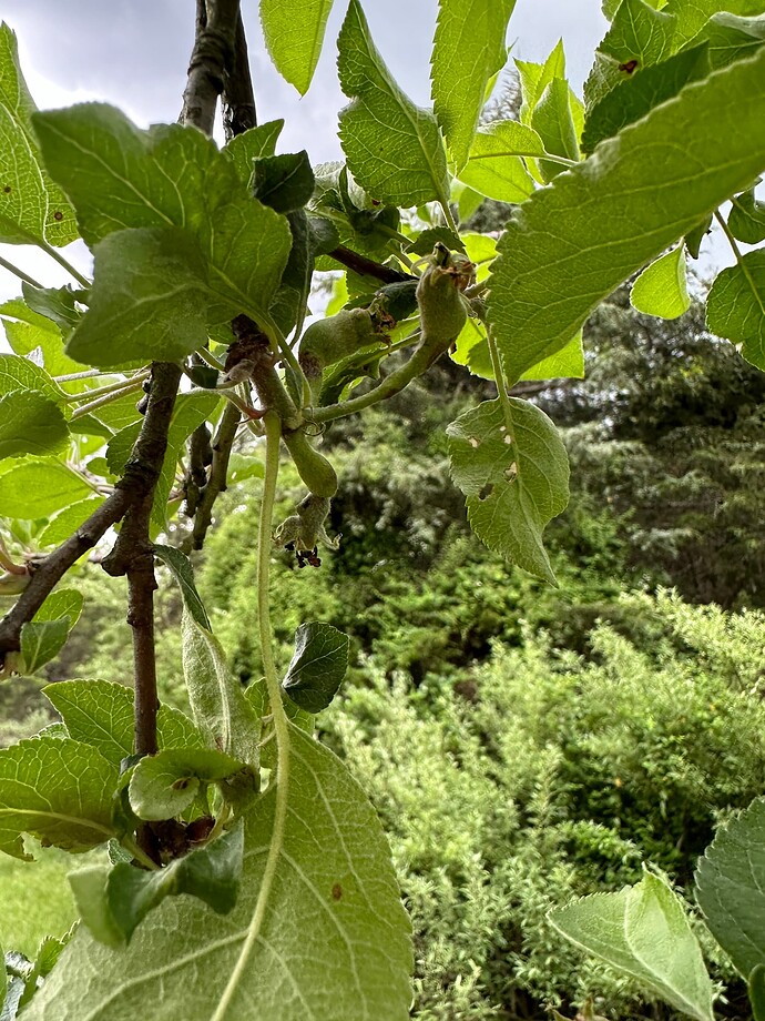 deformed apple leaves