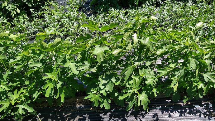 IMG_20200729_134018416_HDR