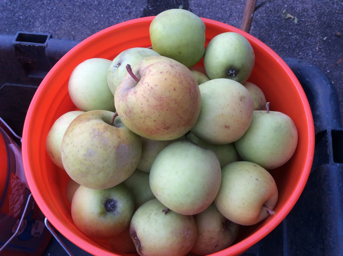 When to pick Gold Rush Apple General Fruit Growing Growing Fruit