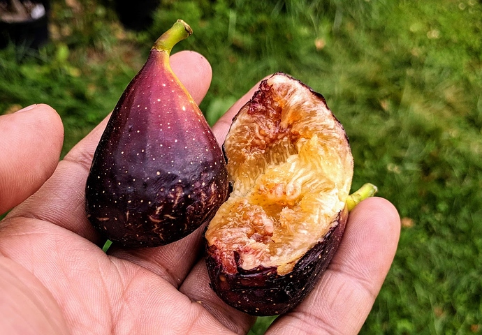 LSU%20Purple-2%2008-31-2019