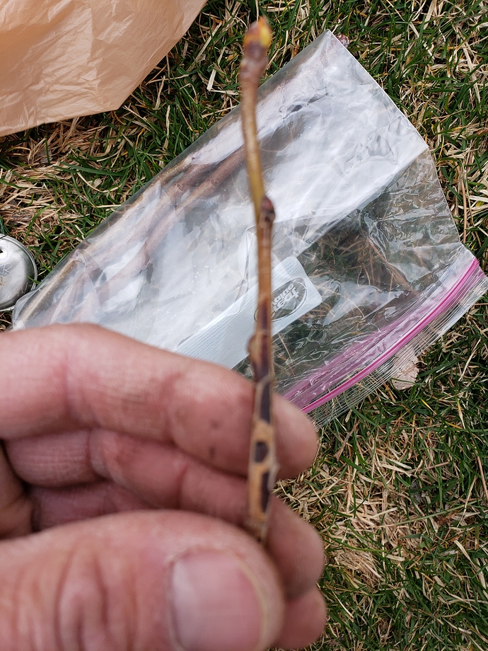 15545040730577868625996665421717