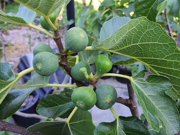 Genovese Nero AF 06-29-21